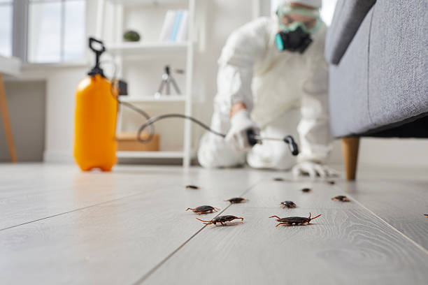 Affordable Termite Control solutions in Hampton, MD